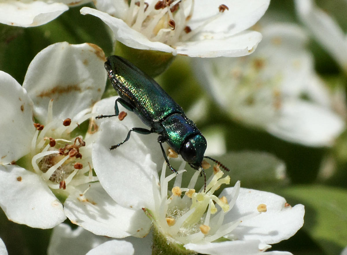 da identificare - Anthaxia cf. thalassophila thalassophila